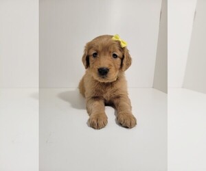 Golden Retriever Puppy for sale in GOODYEAR, AZ, USA