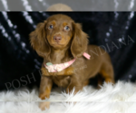 Small #1 Dachshund