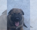 Small Photo #2 Malinois Puppy For Sale in SWEETWATER, TN, USA