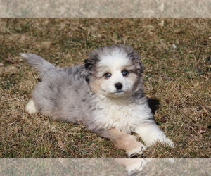 Aussie-Poo Puppy for sale in SHILOH, OH, USA