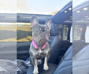 French Bulldog Puppy for sale in WEST HARTFORD, CT, USA