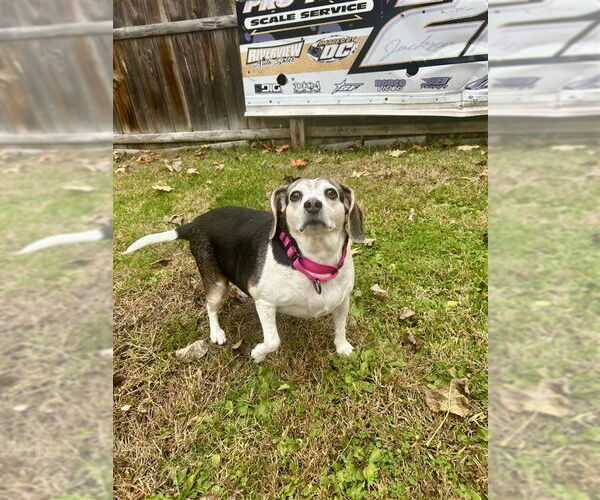 Medium Photo #2 Beagle-Unknown Mix Puppy For Sale in Gloversville, NY, USA