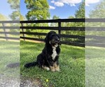 Small Photo #1 Bernedoodle (Miniature) Puppy For Sale in DENVER, PA, USA