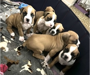 Boxer Puppy for sale in RIALTO, CA, USA