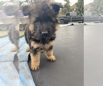 Small Photo #5 German Shepherd Dog Puppy For Sale in KENT, WA, USA