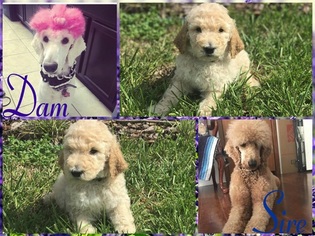 Medium Poodle (Standard)