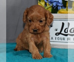 Cavapoo Puppy for sale in SUNBURY, PA, USA