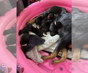 Rottweiler Puppy for sale in SAINT JOSEPH, MO, USA