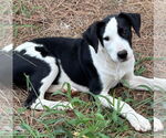 Small #1 Labrador Retriever Mix
