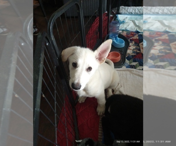 Medium Photo #4 German Shepherd Dog Puppy For Sale in RIVERSIDE, CA, USA