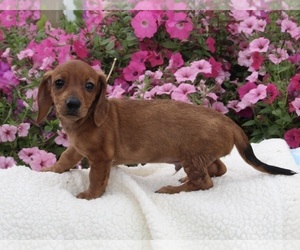 Dachshund Puppy for sale in FREDERICKSBURG, OH, USA