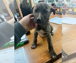 Small #11 Labrador Retriever-Plott Hound Mix
