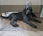 Puppy Theo Labradoodle