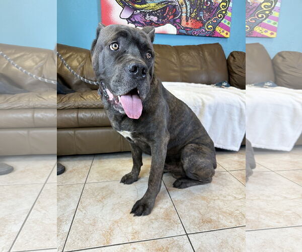 Medium Photo #2 Mutt Puppy For Sale in Goodyear, AZ, USA