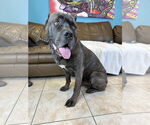 Small #1 Mutt