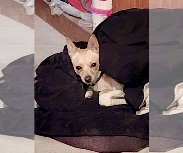 Medium Photo #7 Chihuahua-Unknown Mix Puppy For Sale in San Diego, CA, USA