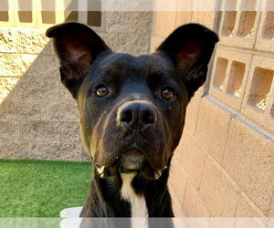 Mutt Dogs for adoption in Moreno Valley, CA, USA