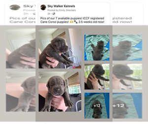Cane Corso Puppy for sale in PALMYRA, VA, USA