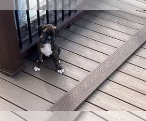 Boxer Puppy for sale in PEYTON, CO, USA