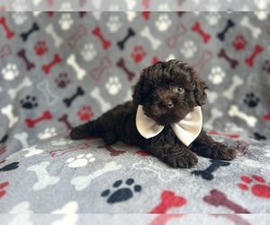 ShihPoo Puppy for sale in LAKELAND, FL, USA