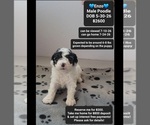 Image preview for Ad Listing. Nickname: Enzo