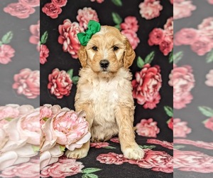 Goldendoodle Puppy for sale in CHRISTIANA, PA, USA