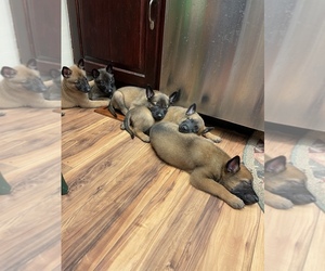 Belgian Malinois Puppy for sale in OLYMPIAN VILLAGE, MO, USA