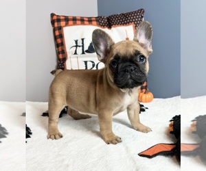 French Bulldog Puppy for sale in GREENWOOD, IN, USA