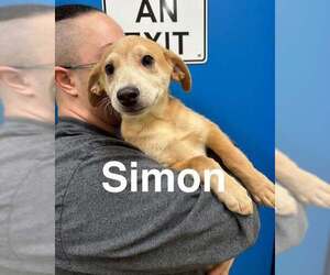 Siberian Husky-Unknown Mix Dogs for adoption in Anchorage, AK, USA