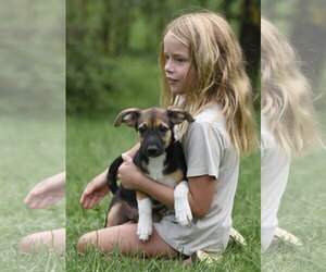 Mutt Dogs for adoption in Mechanicsburg, PA, USA