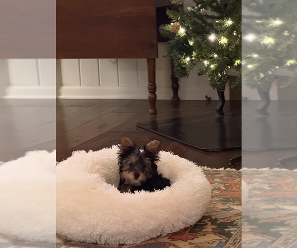 Medium Photo #12 Yorkshire Terrier Puppy For Sale in ATLANTA, GA, USA