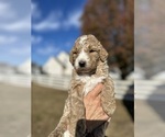 Puppy Puppy 1 Goldendoodle