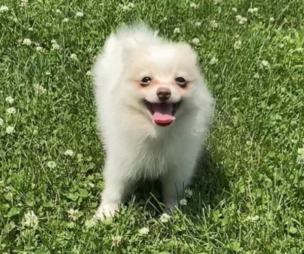 Medium Photo #5 Pomeranian Puppy For Sale in RICHMOND, MI, USA