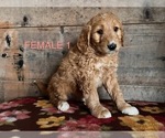 Small Photo #3 Goldendoodle Puppy For Sale in VERMONTVILLE, MI, USA