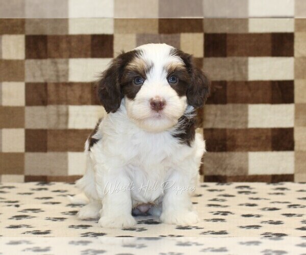 Medium Photo #3 Bernedoodle (Miniature) Puppy For Sale in DENVER, PA, USA