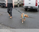 Small Photo #32 Labrador Retriever-Unknown Mix Puppy For Sale in Sebec, ME, USA