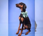 Small #1 Doberman Pinscher