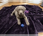 Small Photo #10 Labrador Retriever Puppy For Sale in SANTA MONICA, CA, USA