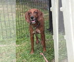 Small #2 Coonhound