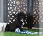 Small #3 Poodle (Miniature)