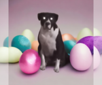 Small #2 American Staffordshire Terrier-Great Dane Mix