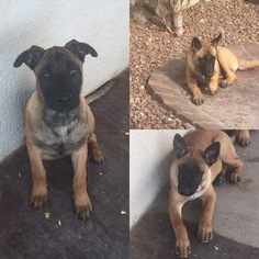 Belgian Malinois Puppy for sale in EL PASO, TX, USA