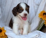 Small Photo #32 Cock-A-Poo Puppy For Sale in GOSHEN, IN, USA