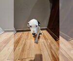 Small #1 Labrador Retriever Mix