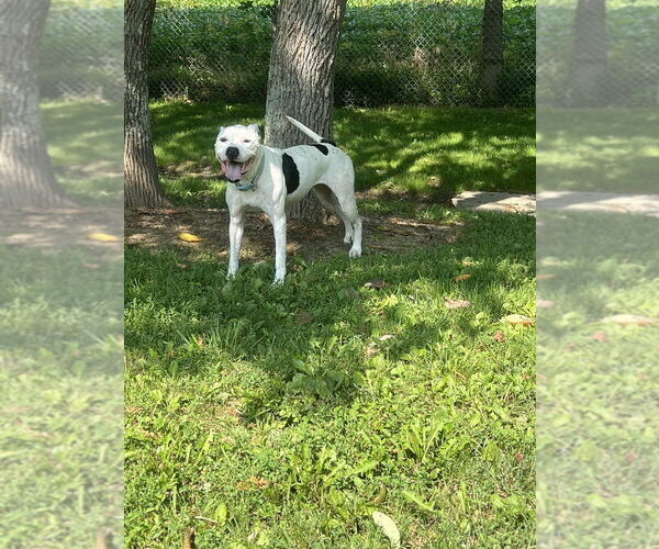 Medium Photo #1 Mutt Puppy For Sale in Osgood, IN, USA