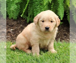 Golden Retriever Puppy for sale in MYERSTOWN, PA, USA