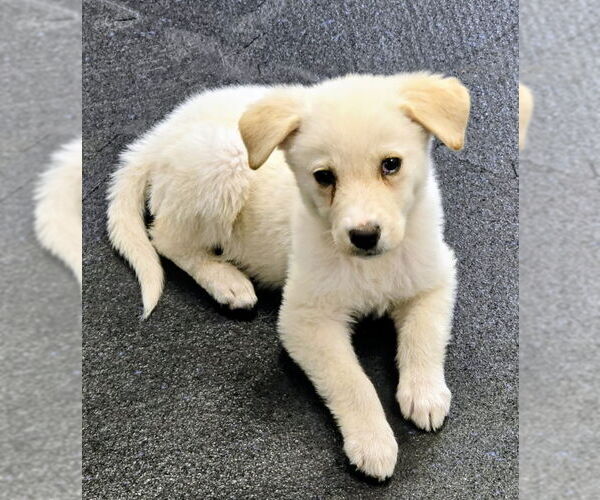 Medium Photo #1 Great Pyrenees-Unknown Mix Puppy For Sale in House Springs, MO, USA