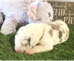 Great Dane Puppy for sale in BANGOR, WI, USA