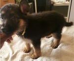 Puppy Yellow German Shepherd Dog