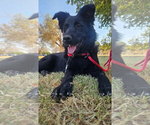 Mutt Dogs for adoption in Grafton, WI, USA